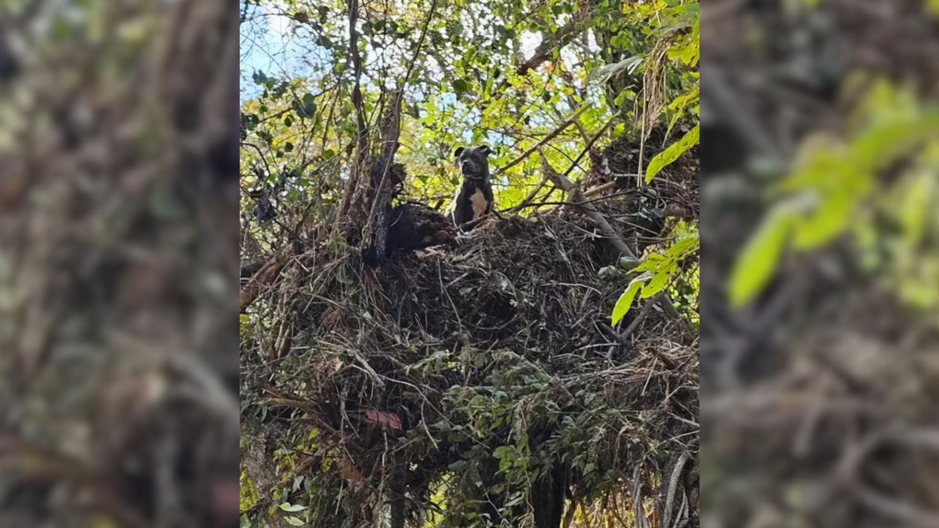 Brave Pup Who Got Swept Away By Hurricane Helen Was Found Days Later Stranded In A Tree Waiting For Help