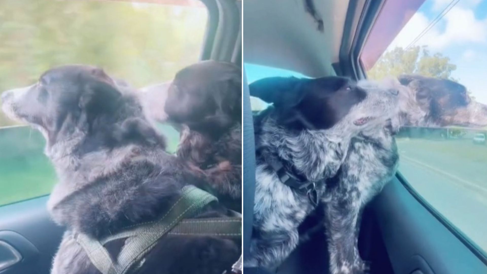 Couple Decided To Adopt A Dog Only To Learn That She Has A Brother