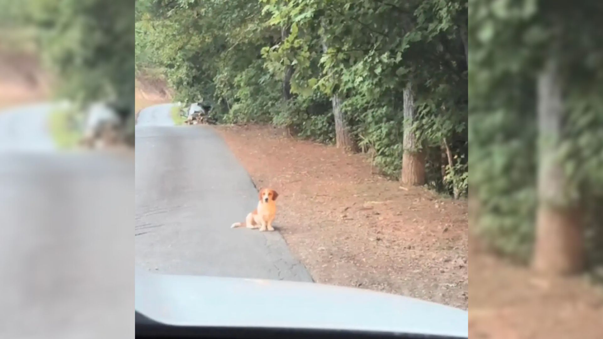 Couple Finds Dog On The Mountain Sitting Patiently And Waiting For Someone To Save Him