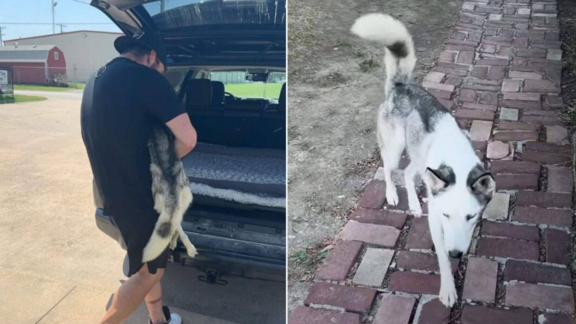 Husky Who Was Malnourished And Abused Finds Hope When She Was Fostered By An Amazing Family