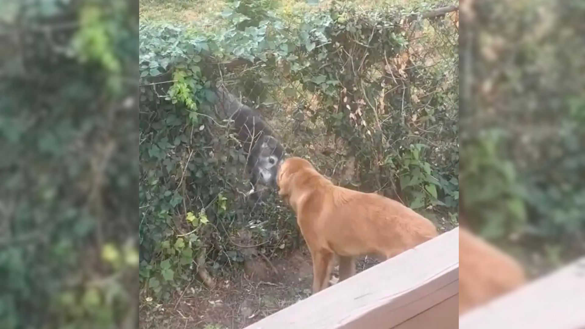 Couple Stumbles Upon Gap In Their Fence’s Ivy And Discovers Heartwarming Secret