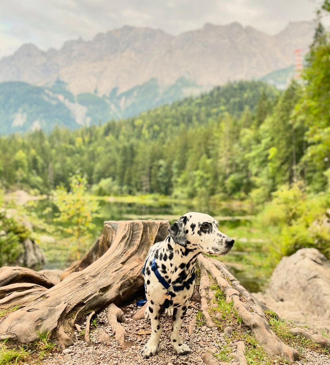 Dalmatian dog in forest