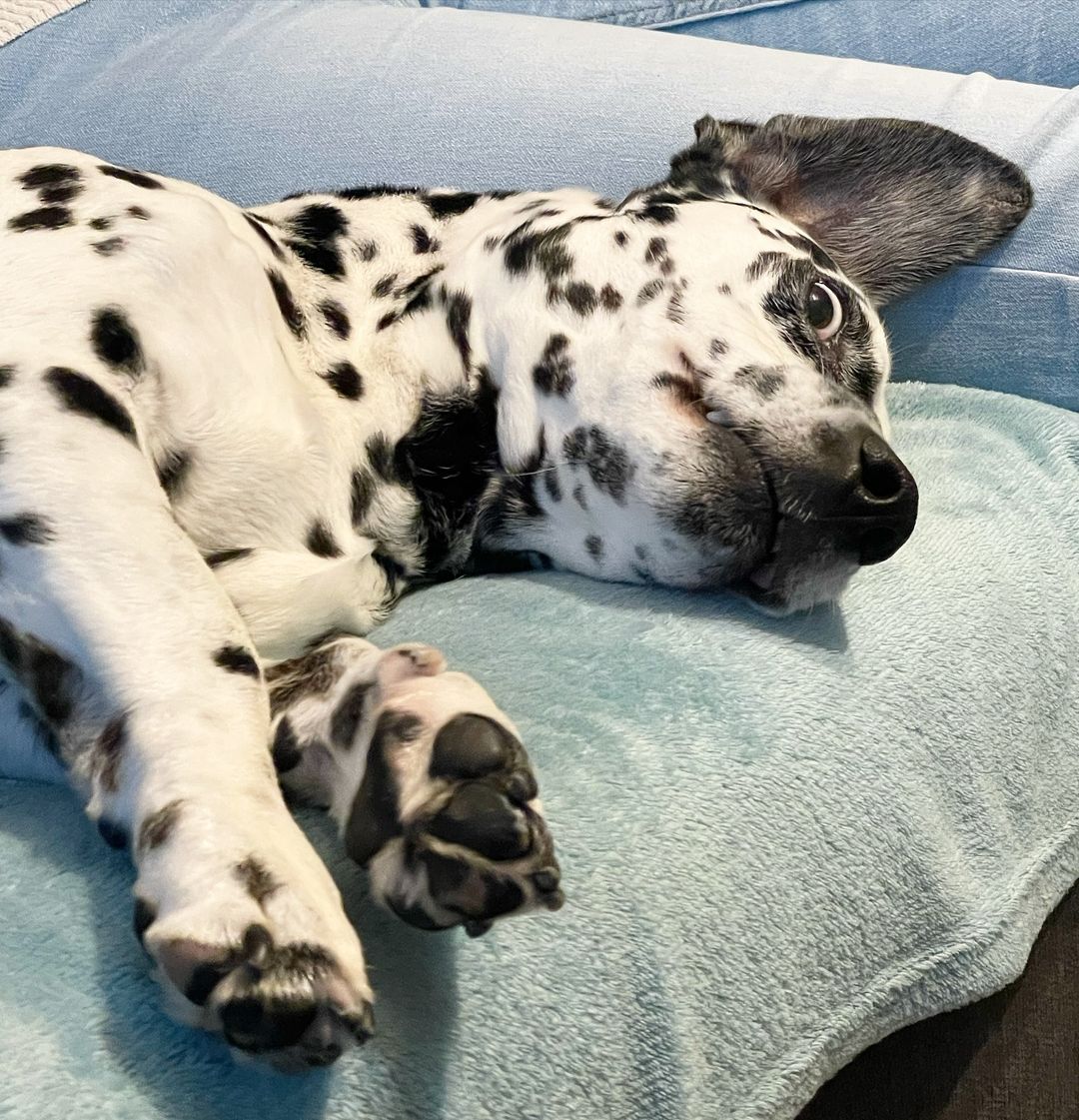 Dalmatian dog laying down