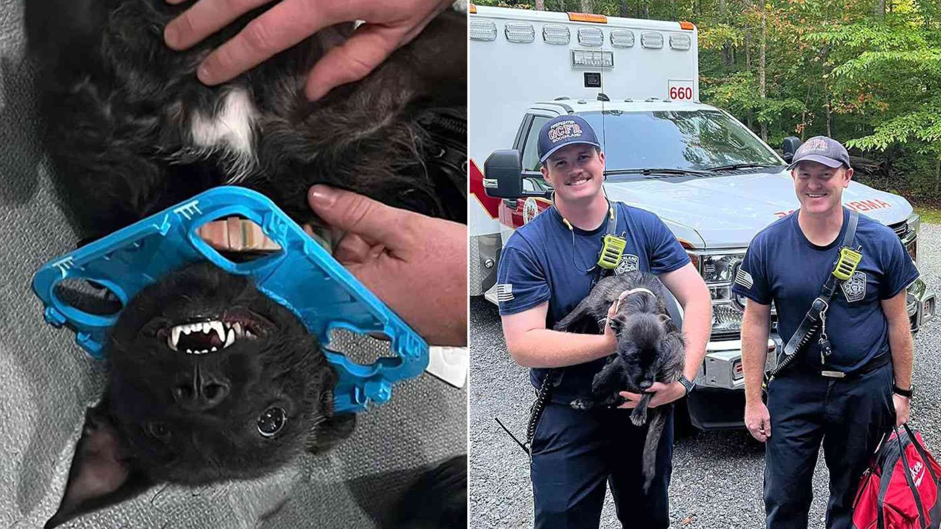 rescuers saved dog stuck in a toy