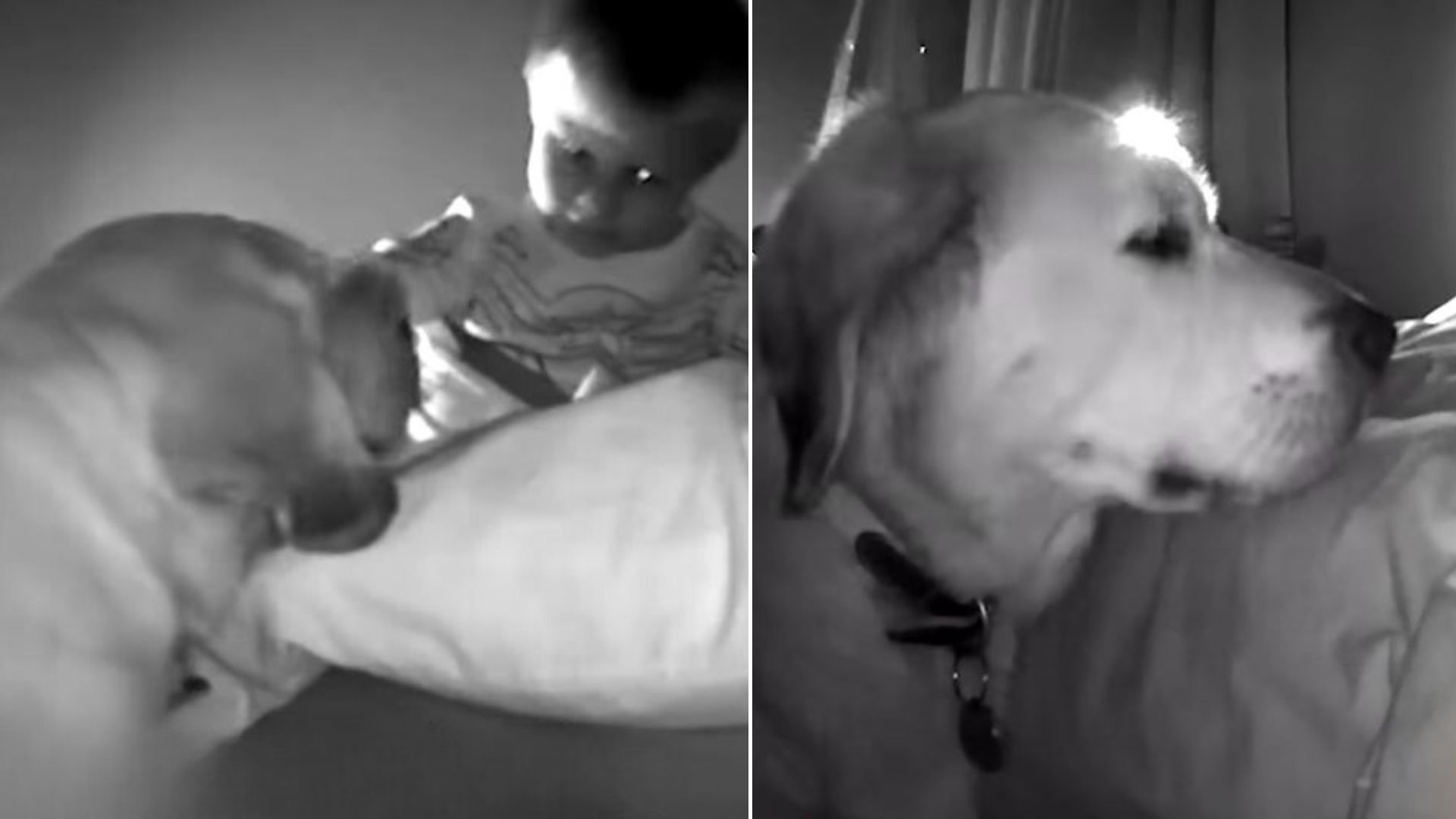 Dog Sneaks Into Baby Brother's Room Every Night To Check On Him