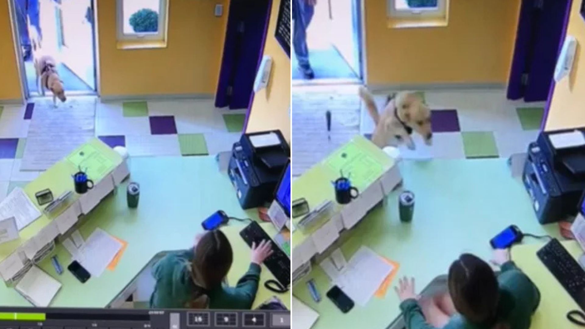 Witness This Dog’s Adorable Reaction After She Goes To Her Favorite Daycare In Michigan