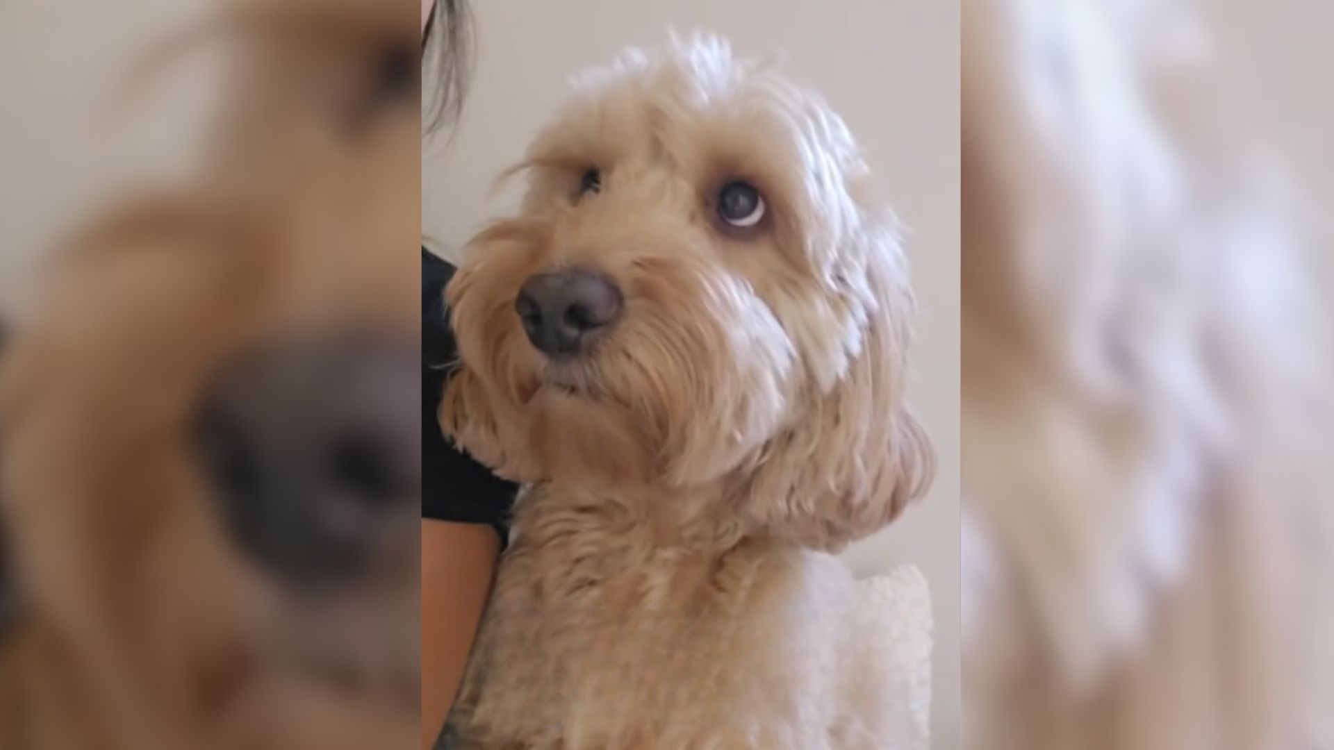 Dog Wasn’t Feeling Well So The Owner Took Her To The Vet, But Then Everything Changed