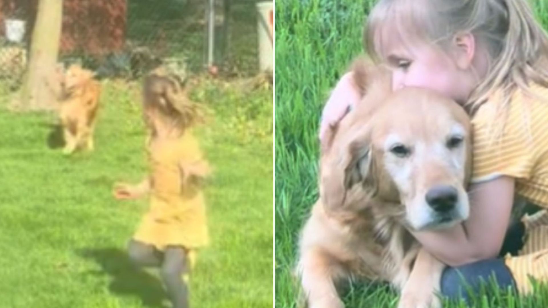 Dog Who Was Abused, Used For Breeding, And Abandoned Finally Finds Her Little Soulmate