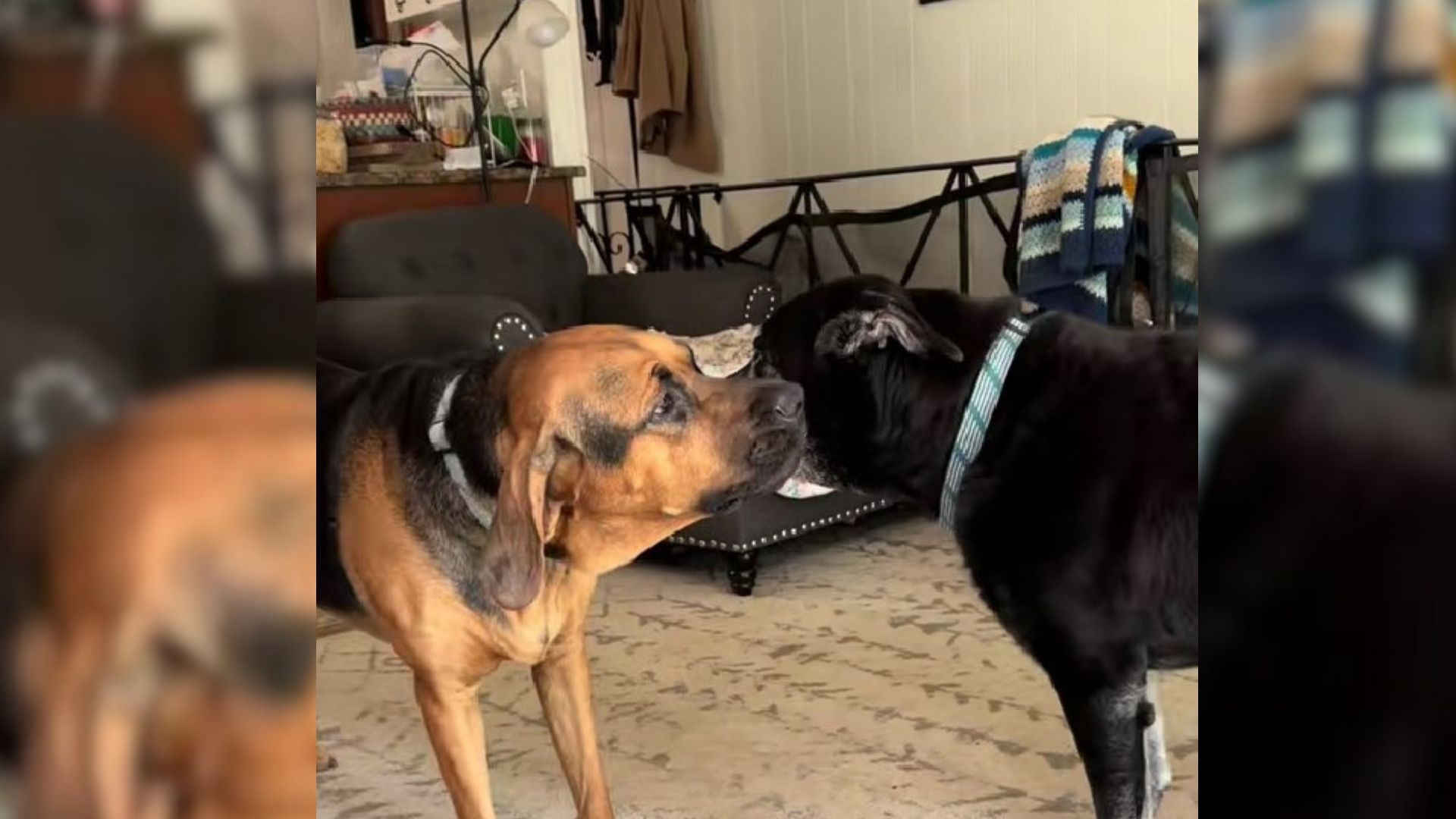 doggo barks on his deaf sisters ear