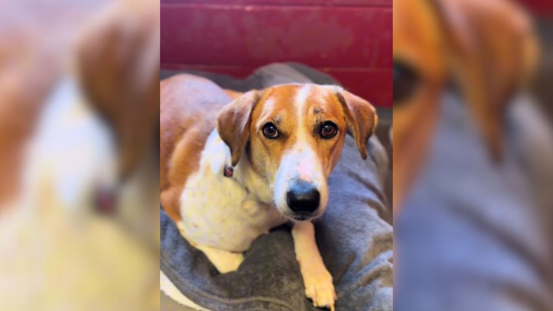 Dog’s Confused Gaze On First Day In Shelter Broke So Many Hearts