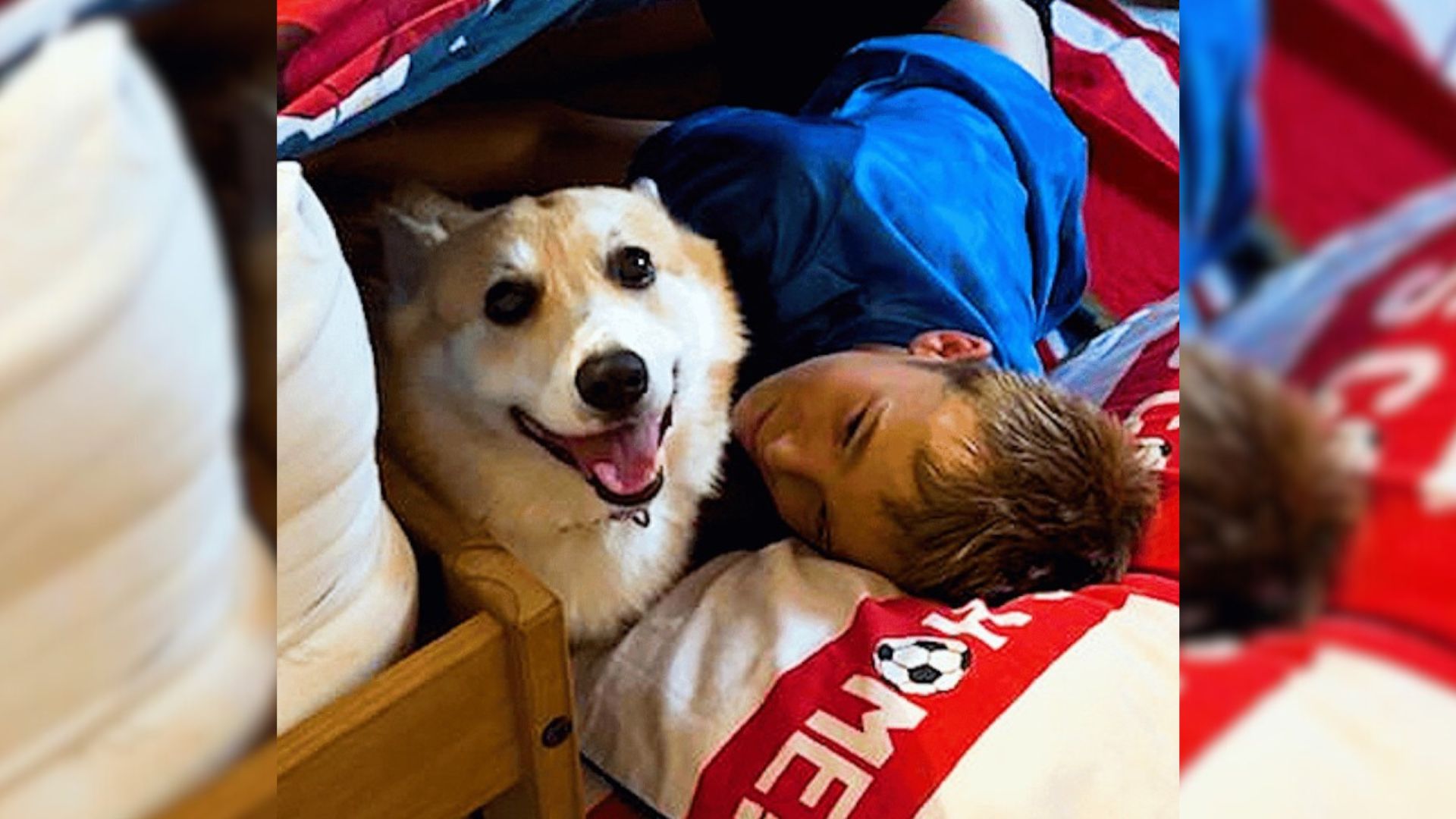 Every Day, Corgi Anxiously Waits For His Siblings To Come Home, And Then Chaos Ensues