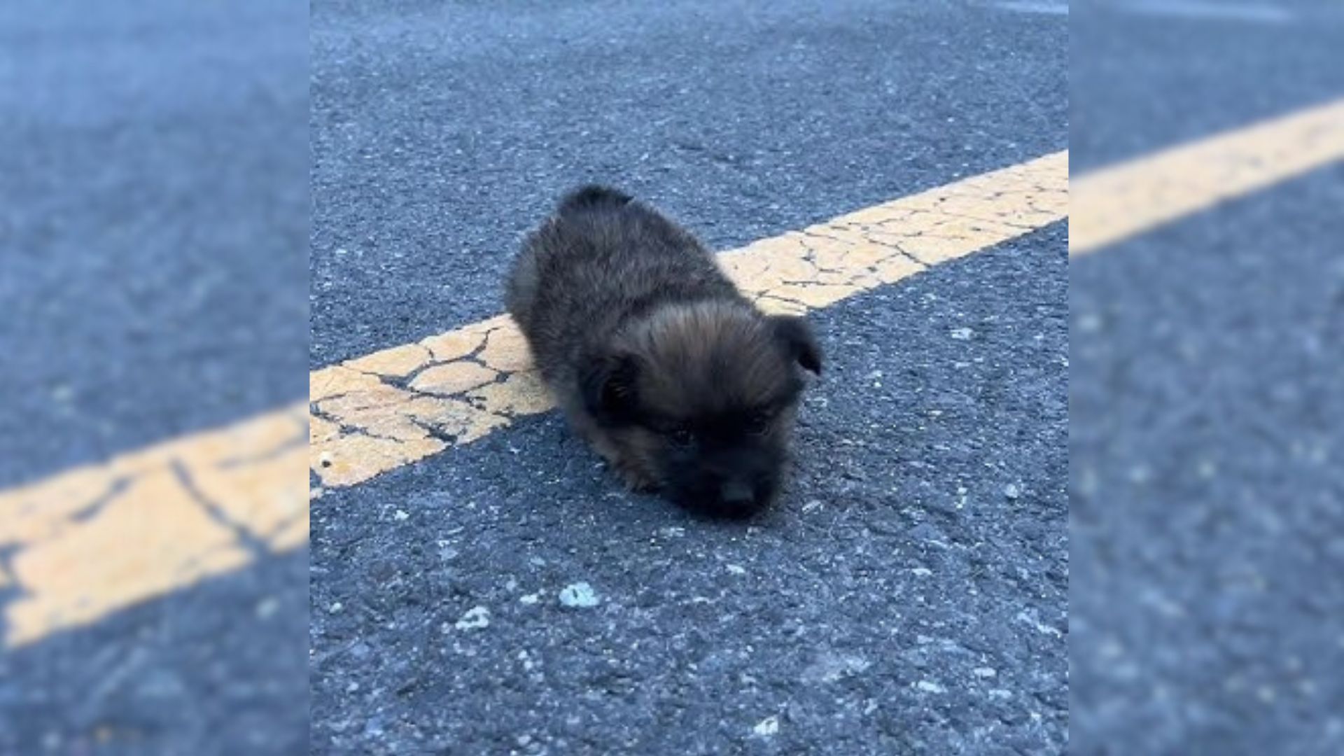 Extremely Tiny Pup Found Dumped On The Road, Barely Walking And Crying For Help