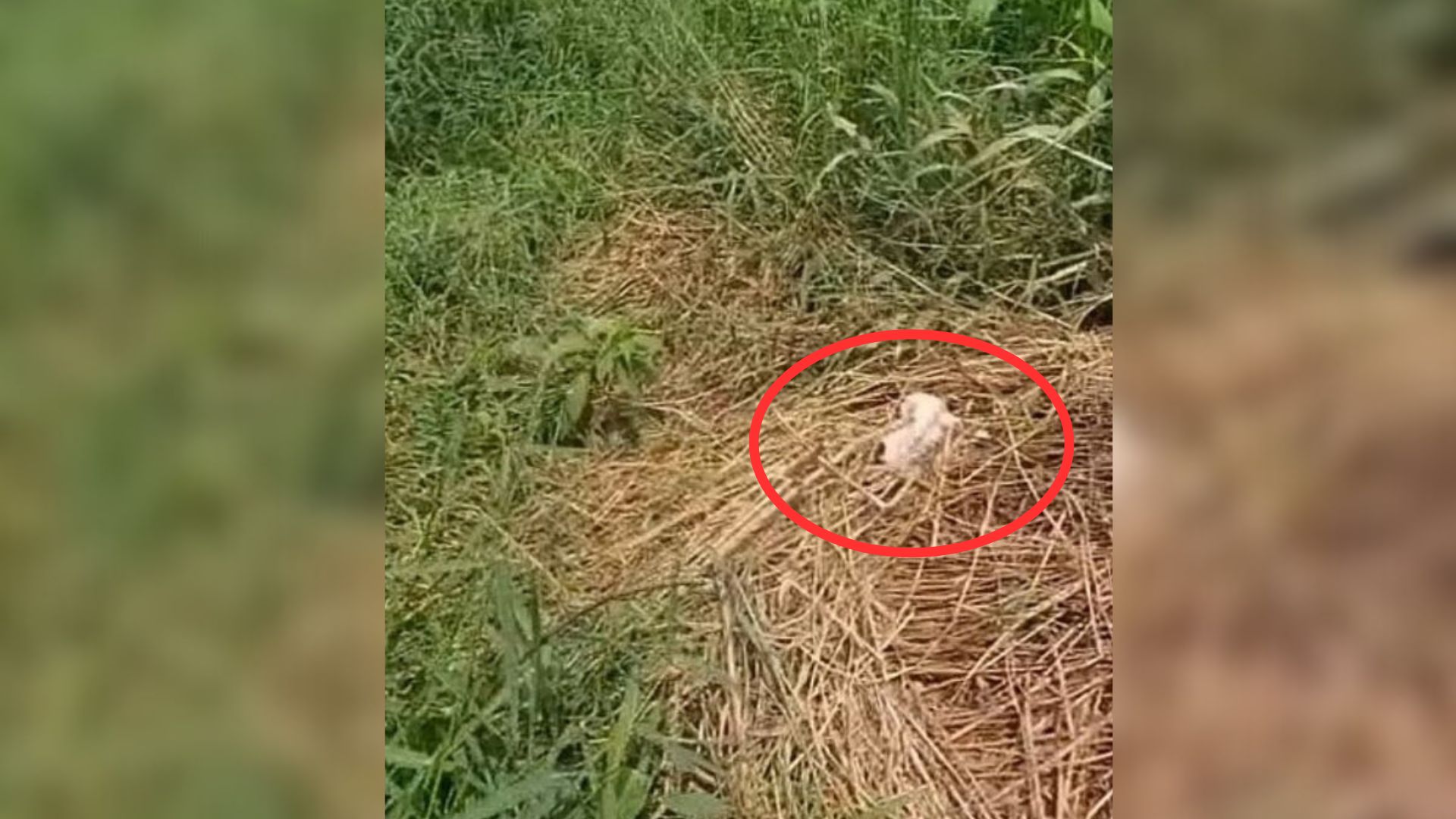 Farmer Was Shocked To Discover A Motionless Two-Week-Old Puppy Crying In A Bush Surrounded With Mud