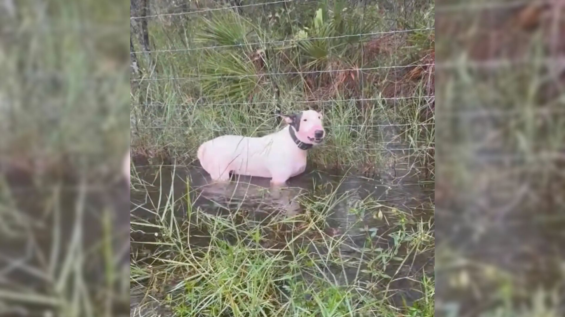 dog tied to a fence