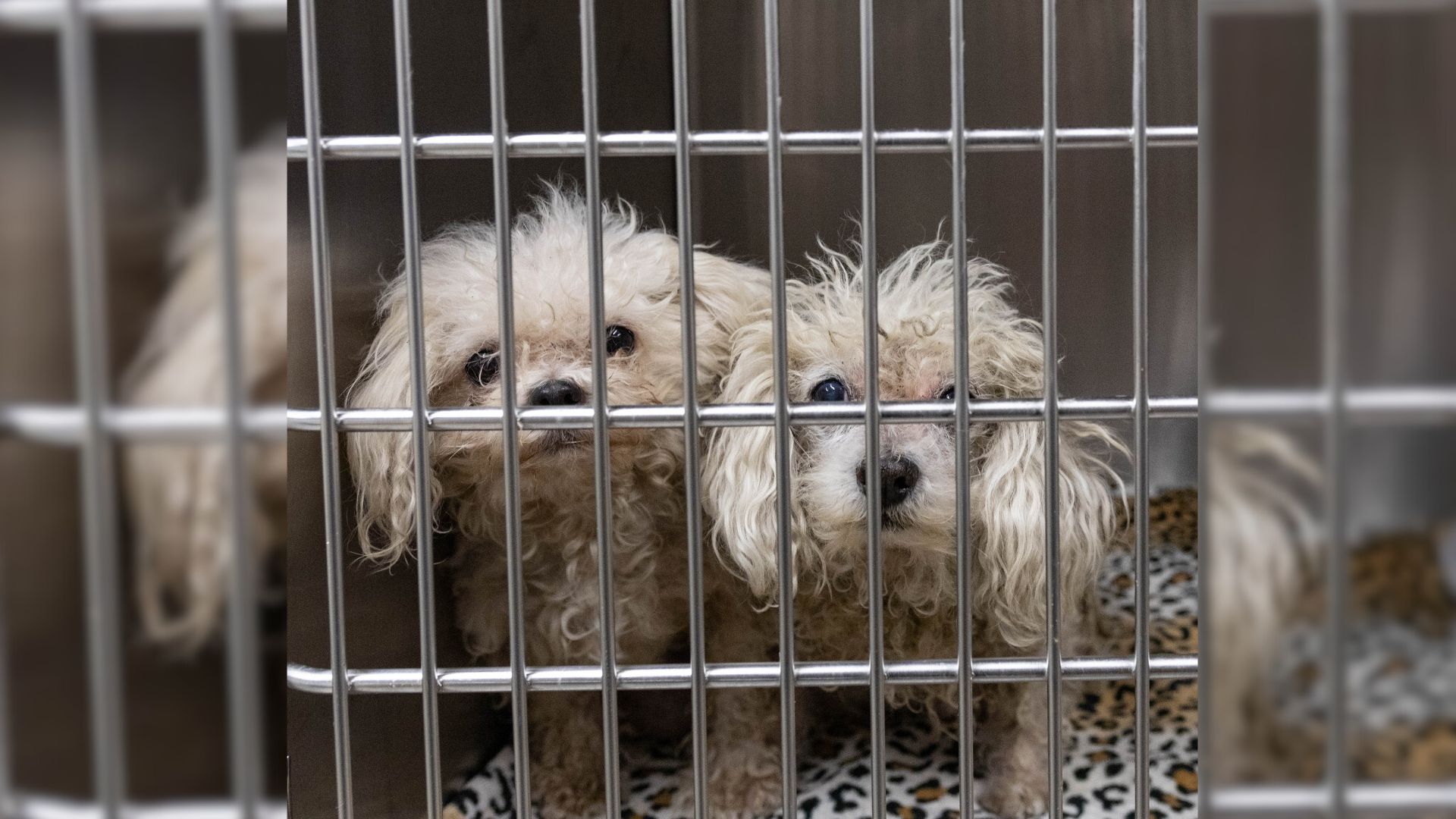 Good Samaritan Saved Two Senior Dogs From Euthanasia