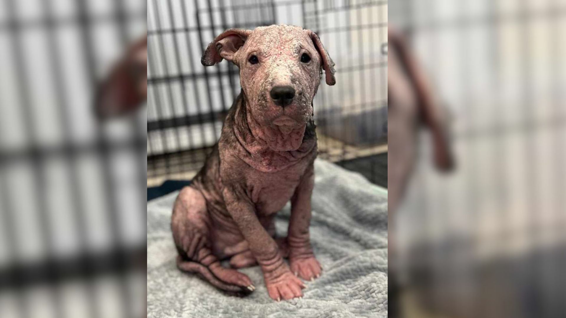 Hairless Pup Facing Euthanasia Due To Mange Is Unrecognizable After Rescuer Gives Him A Chance