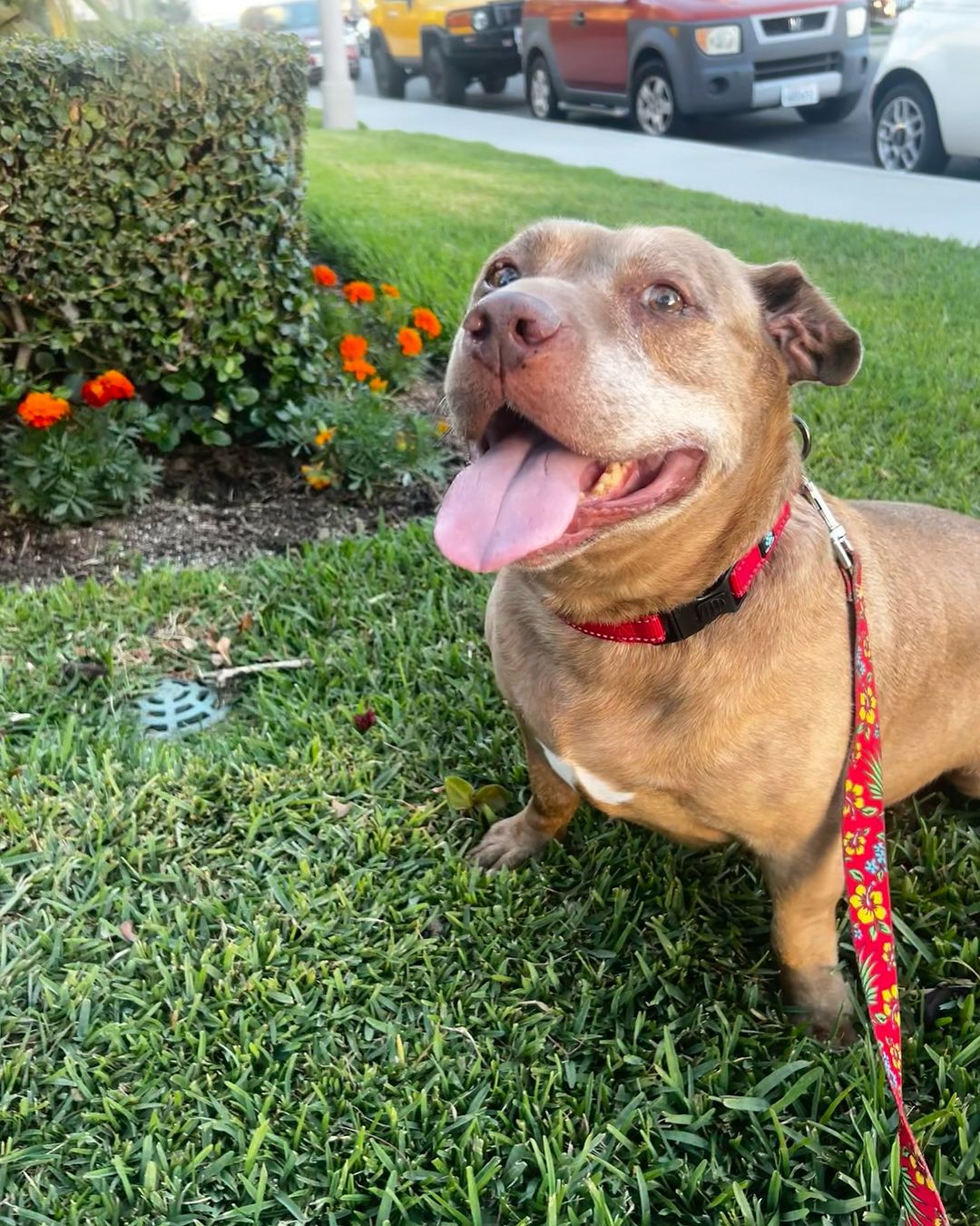 Happy dog on a leash