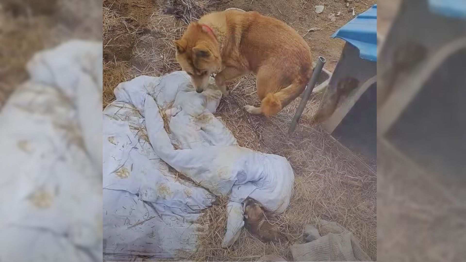 Heartbroken Mama Dog Who Just Gave Birth Begged Her Owners To Unchain Her So That She Could Feed Them