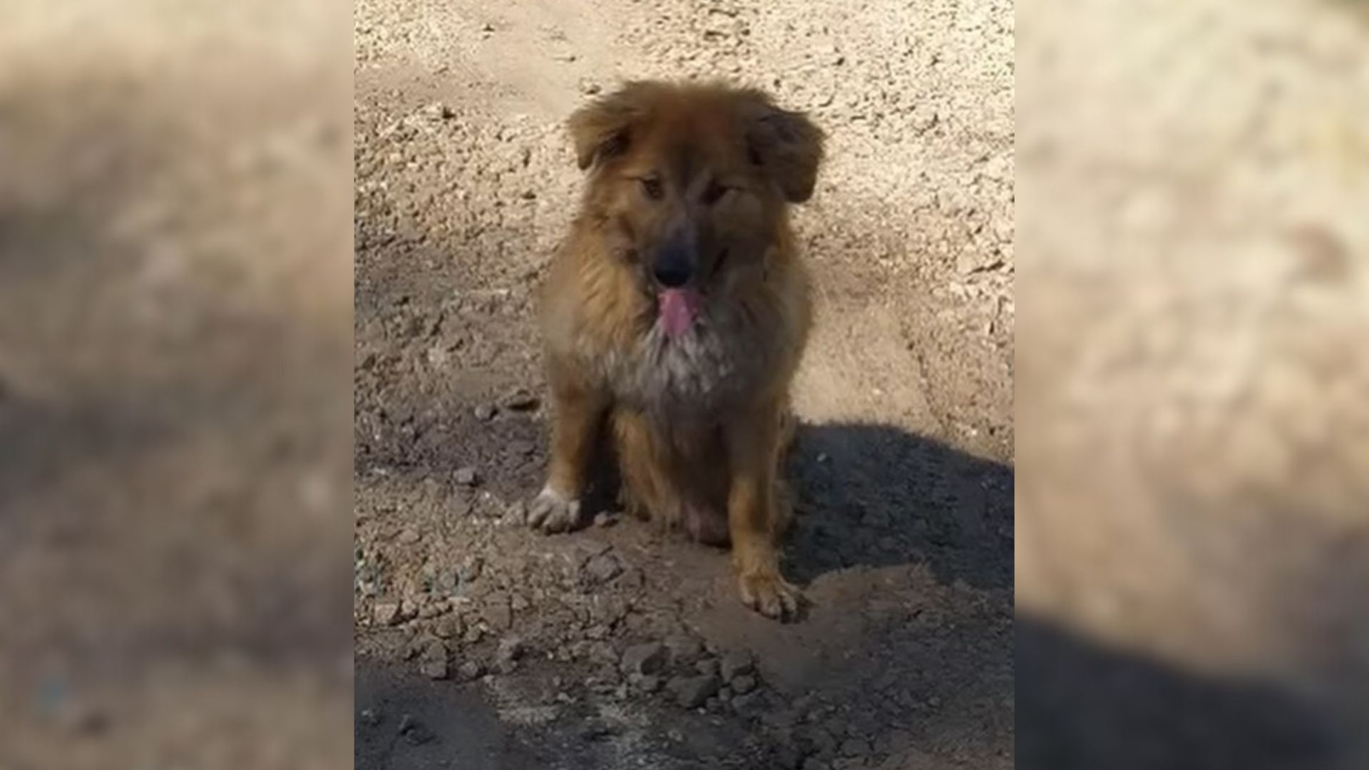 Heartbroken Pup Dragged Her Injured Body From Door To Door, Hoping To Find A Kind Hooman Willing To Help