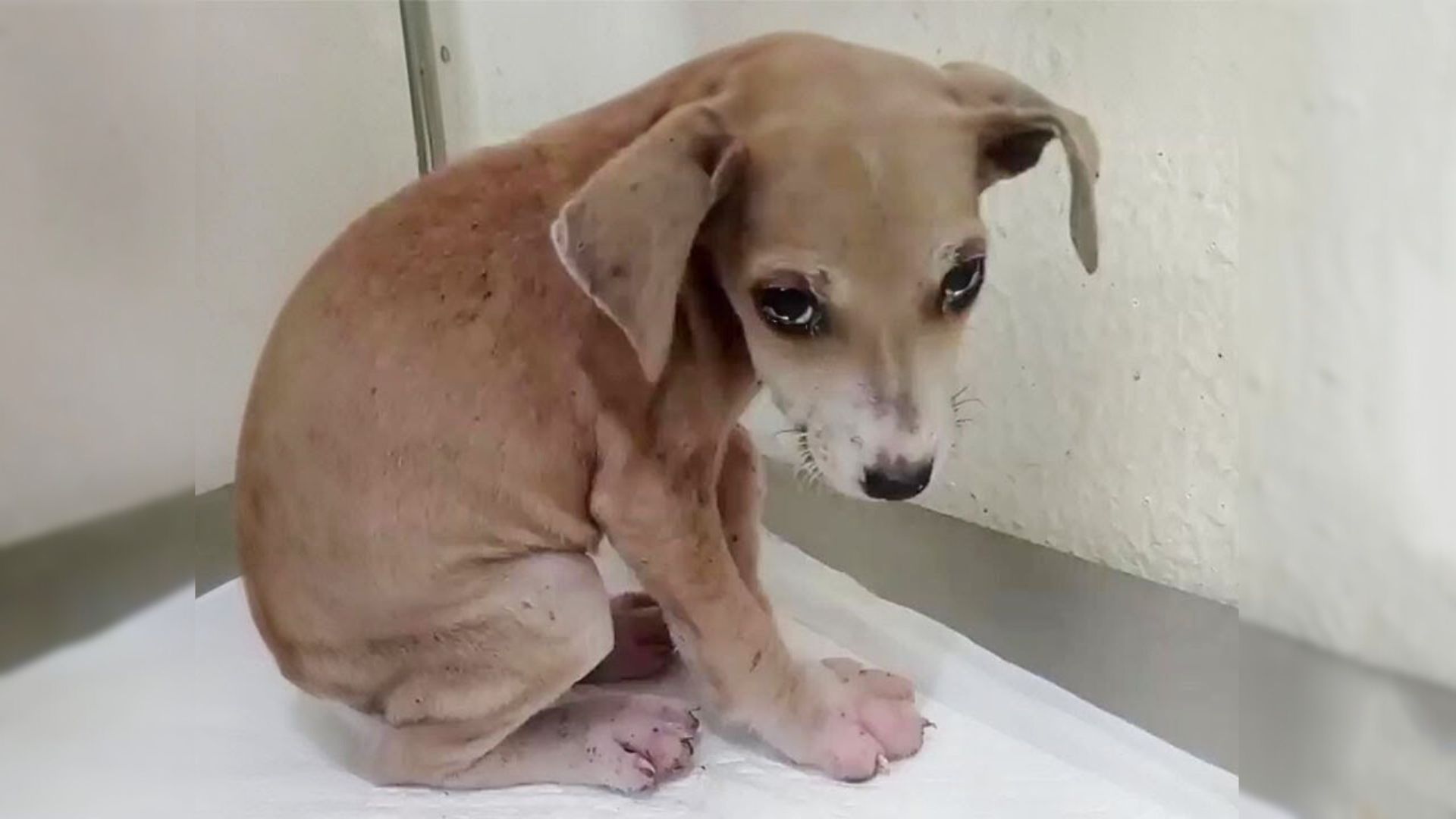 Heartbroken Puppy With Extremely Swollen Paws Began Crying Real Tears When She Saw Her Loving Rescuers  