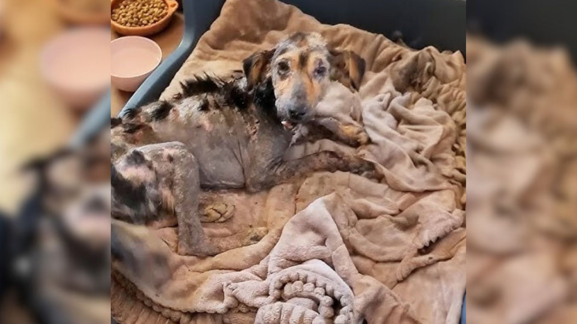 Heartless People Did So Much Harm To This Dog That They Almost Turned Her Into Stone