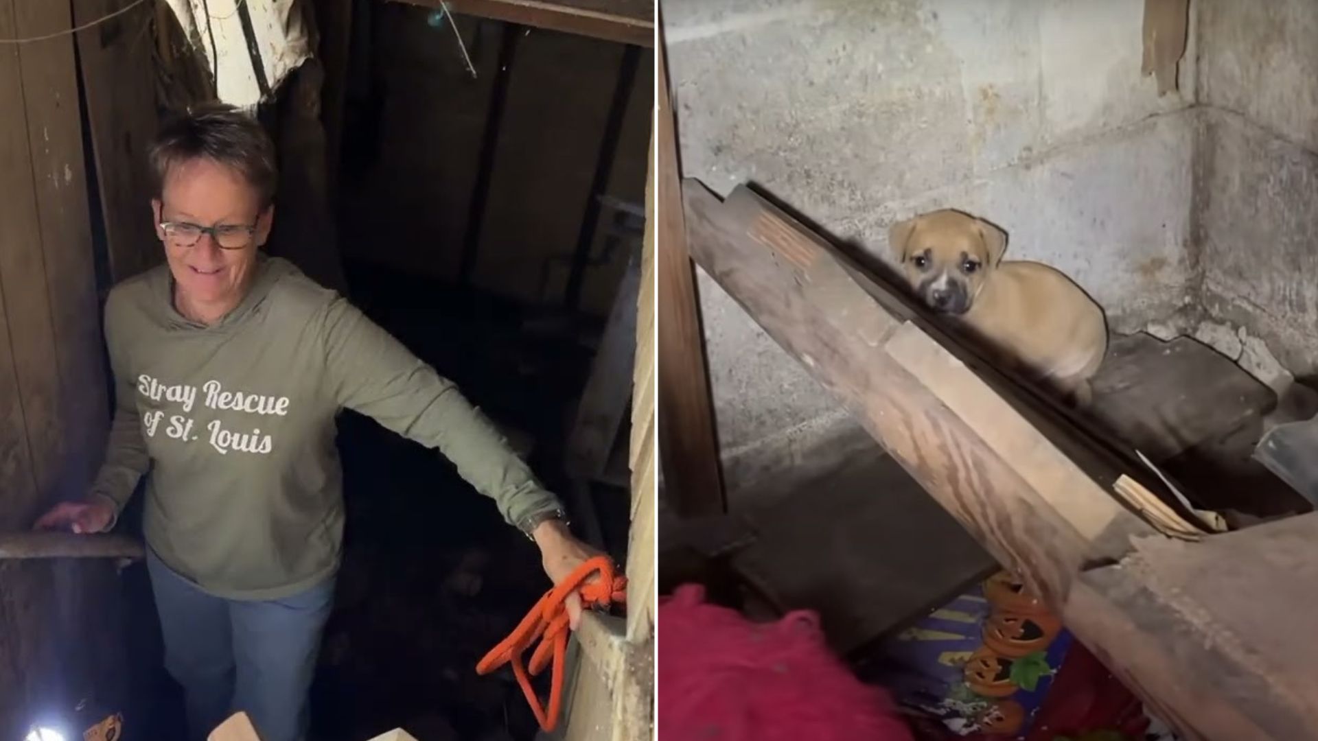 Hero Rescuer Falls Through Stairs But Saves Mom Dog And Her Babies From Dilapidated House