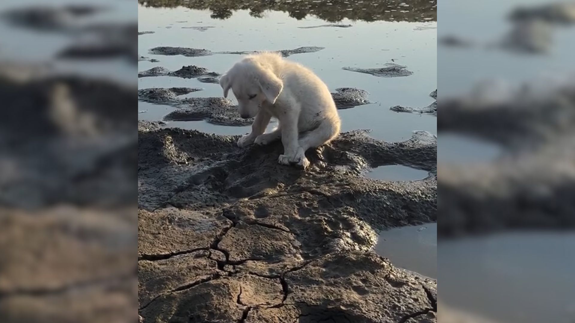 Hiker Puts Up Rescued Puppy For Adoption And Ends Up Shocked To Discover Who The New Mom Is