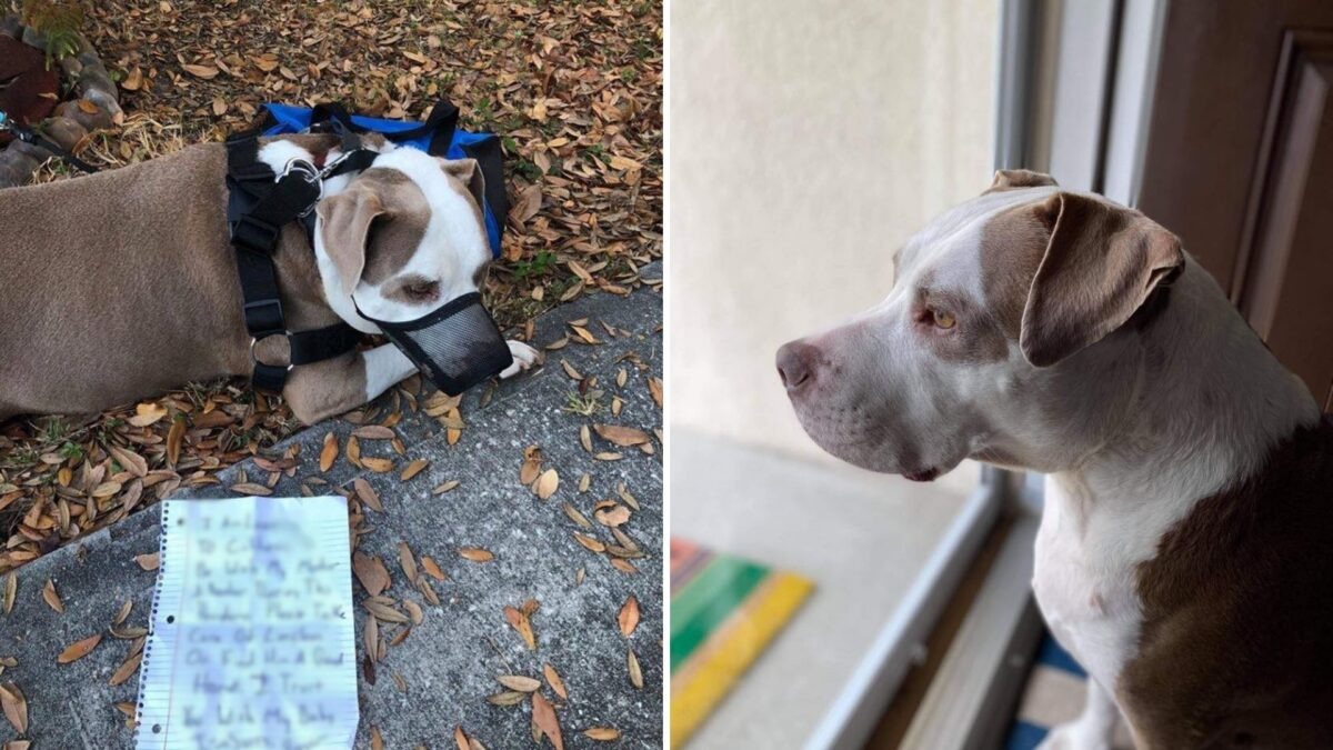 Rescuers From Florida Were Devastated After Finding This Sweet Pup Tied To A Tree With Heartbreaking Note