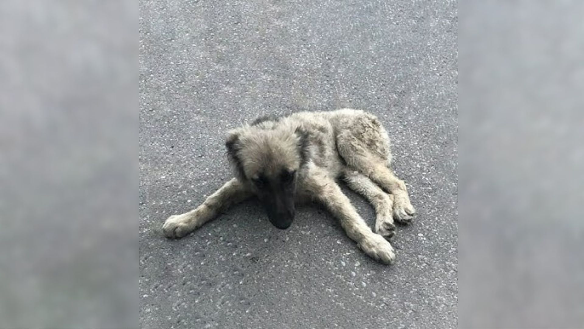 Injured Puppy Who Was Lying Motionless On The Street Looked At A Passersby, Pleading For Help