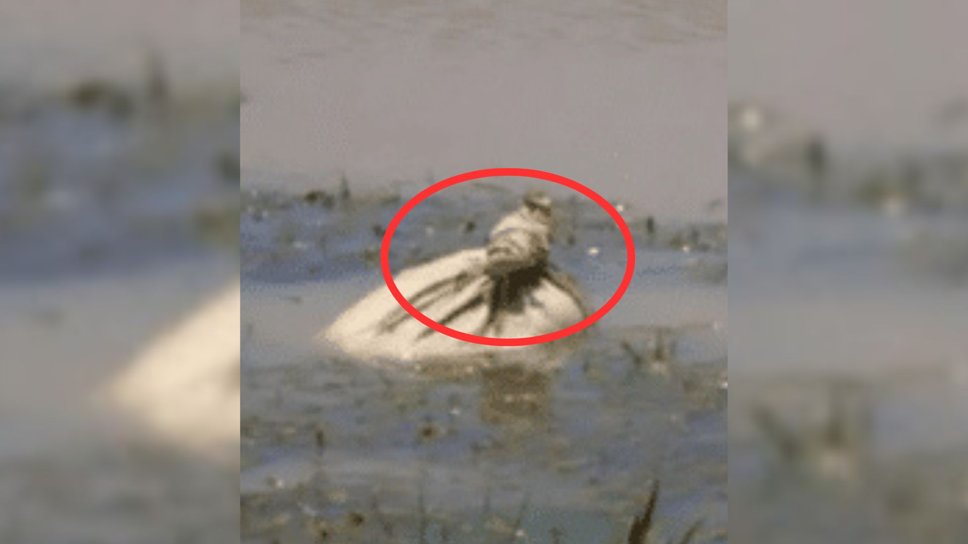 potato sack in water