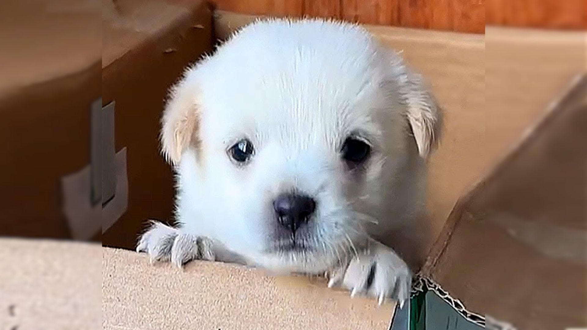 sweet stray puppy