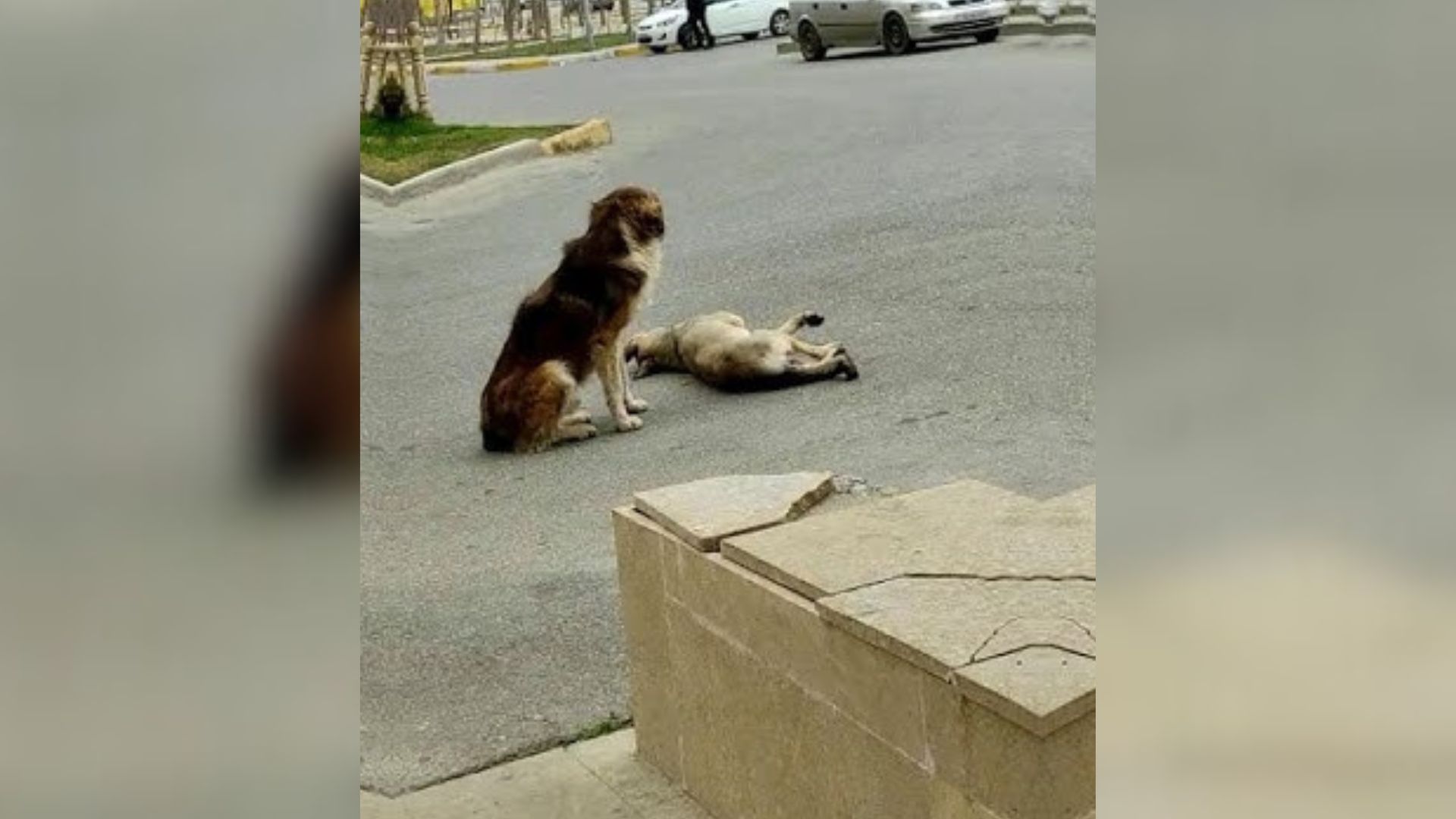 Loyal Pup Refused To Leave Furry Friend’s Side After She Suffered A Horrifying Accident