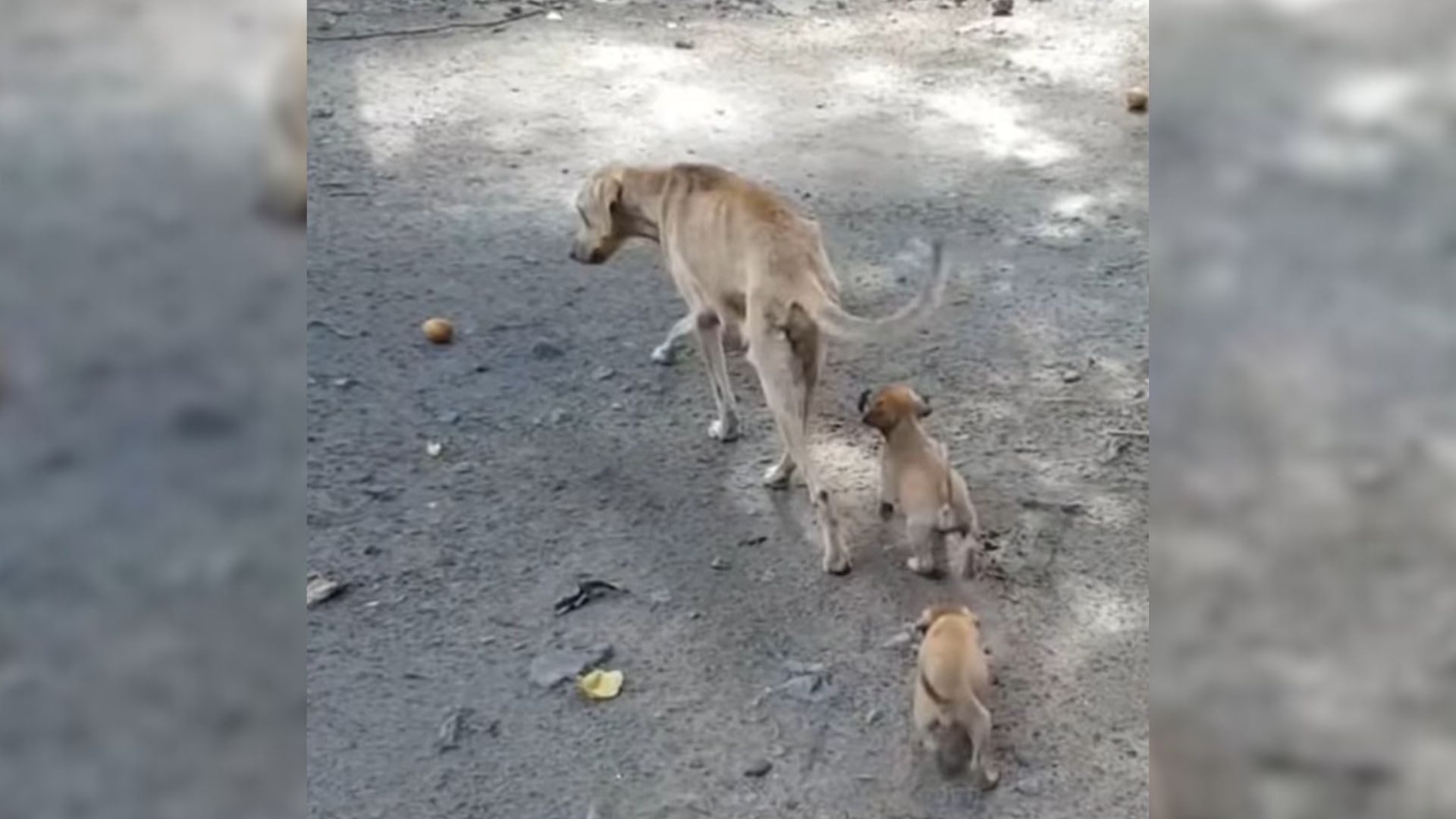 Malnourished Mama Dog Just Wanted To Help Her Babies, But Then Good Humans Came To Help