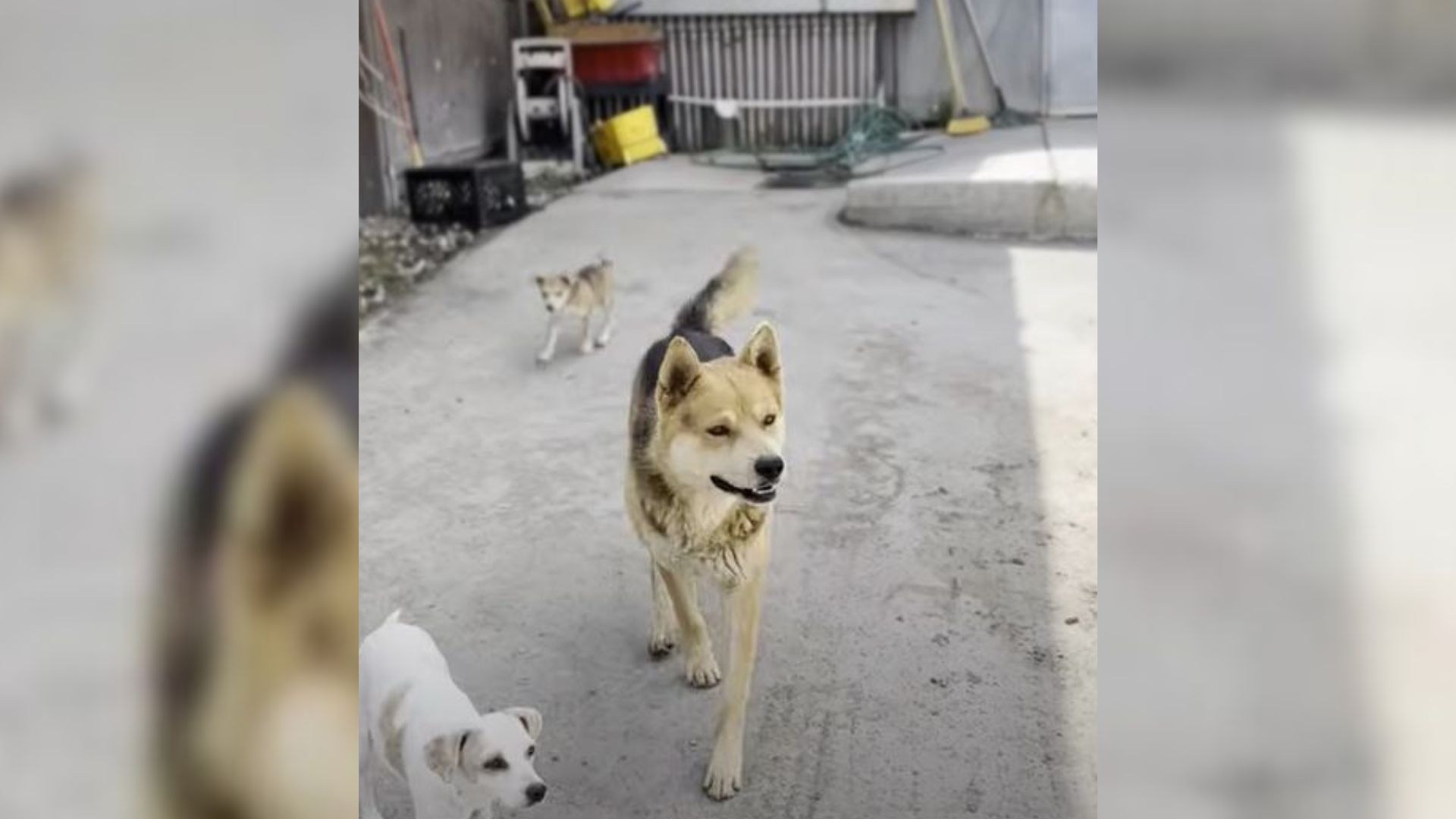 three dogs walking