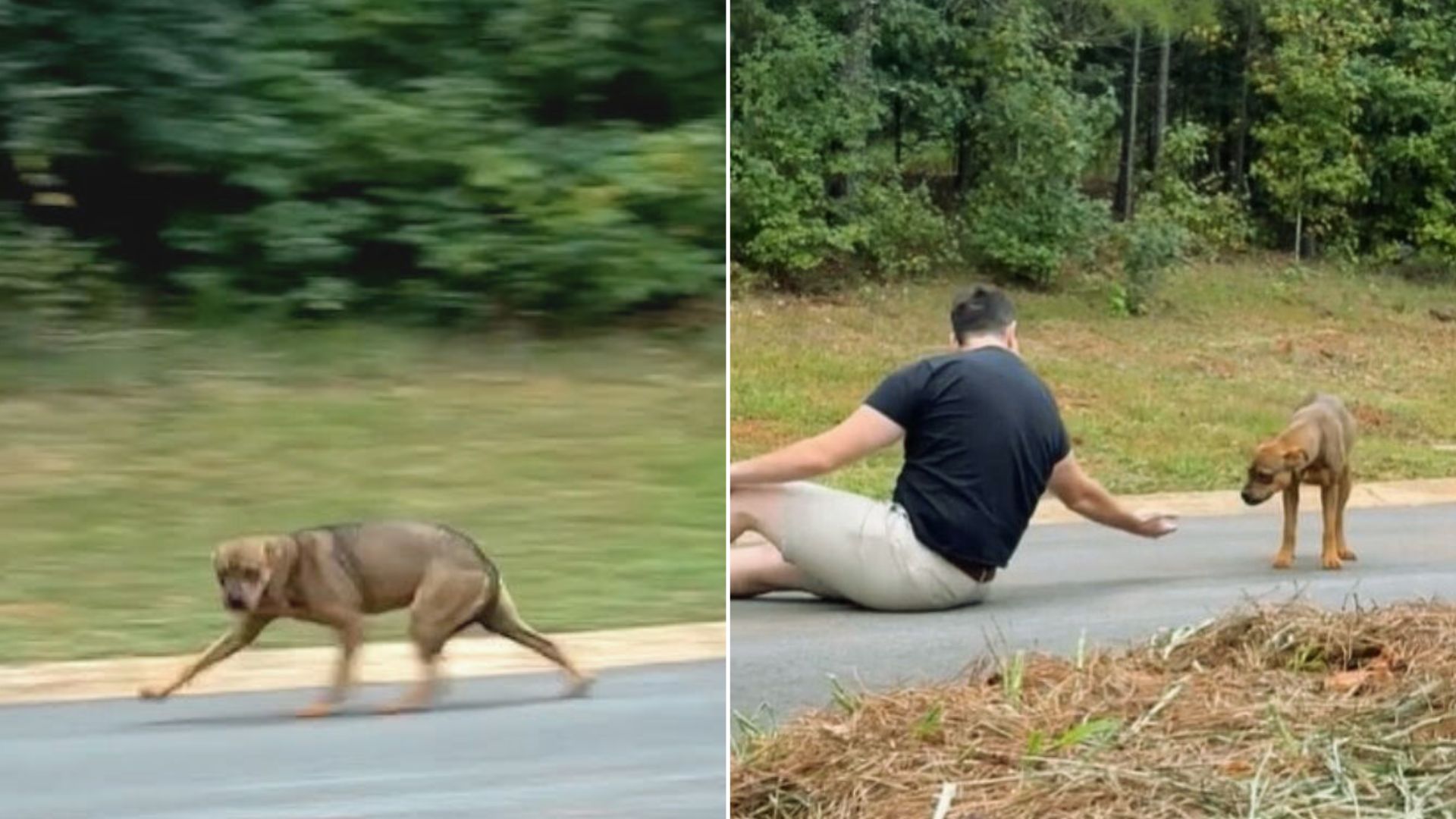 Man Rescues A Skittish Dog Who Roamed Around His Job Site And Learns Her Heartbreaking Backstory