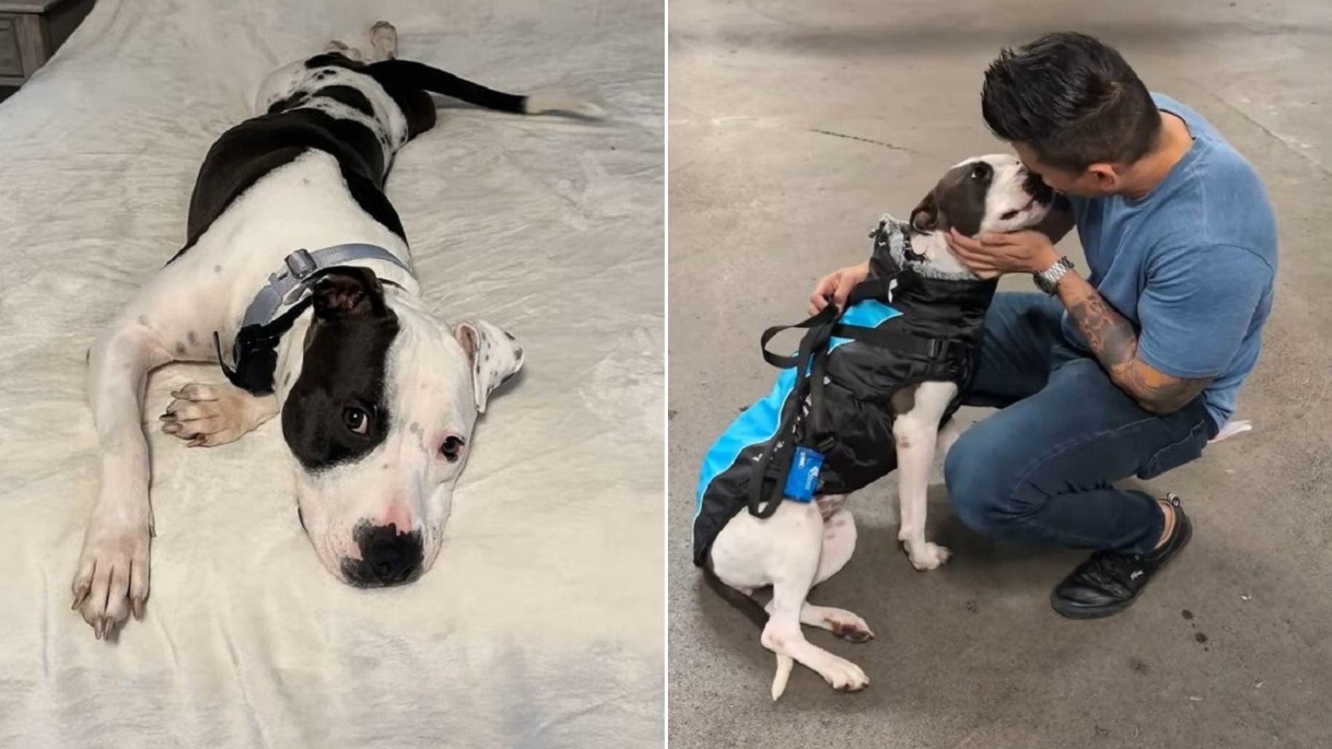 Pittie Who Was Almost Euthanized Finds New Hope When She Meets Her New Rescuer