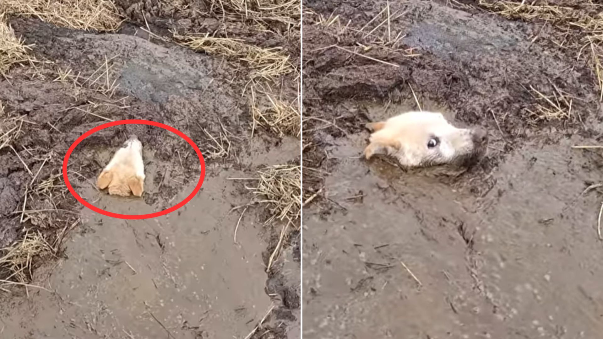 Man Noticed A Ball Of Fur In A Muddy Swamp Only To Realize That It Was A Helpless Animal