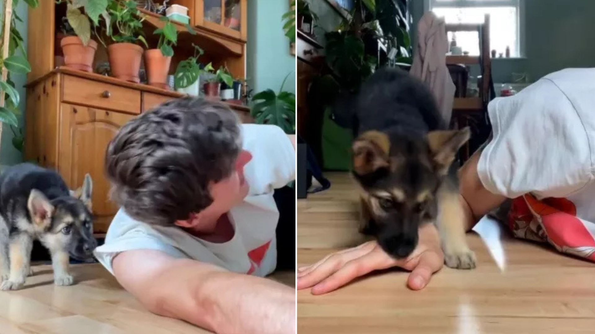 Man Tries To Work Out But His German Shepherd Puppy Doesn’t Like That