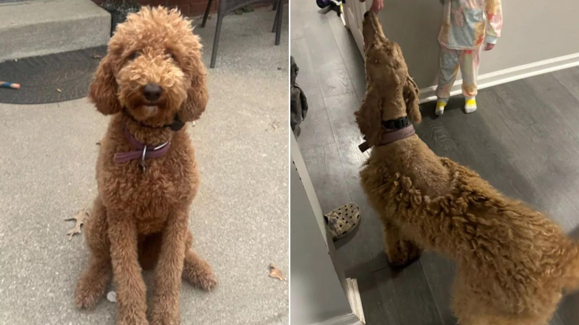 goldendoodle after a haircut