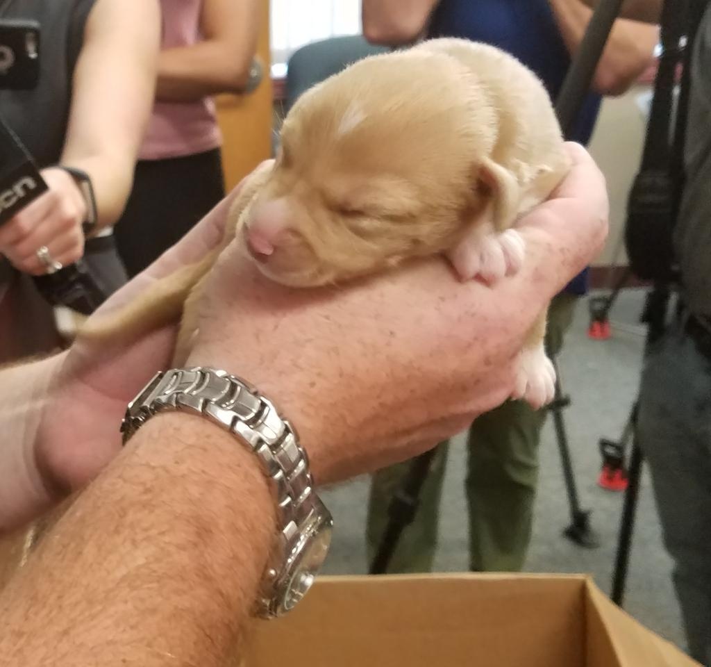 Man holding a little puppy