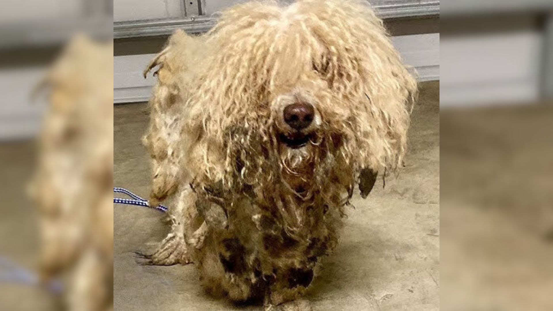 Matted Duo That Was Rescued From Neglectful Owner