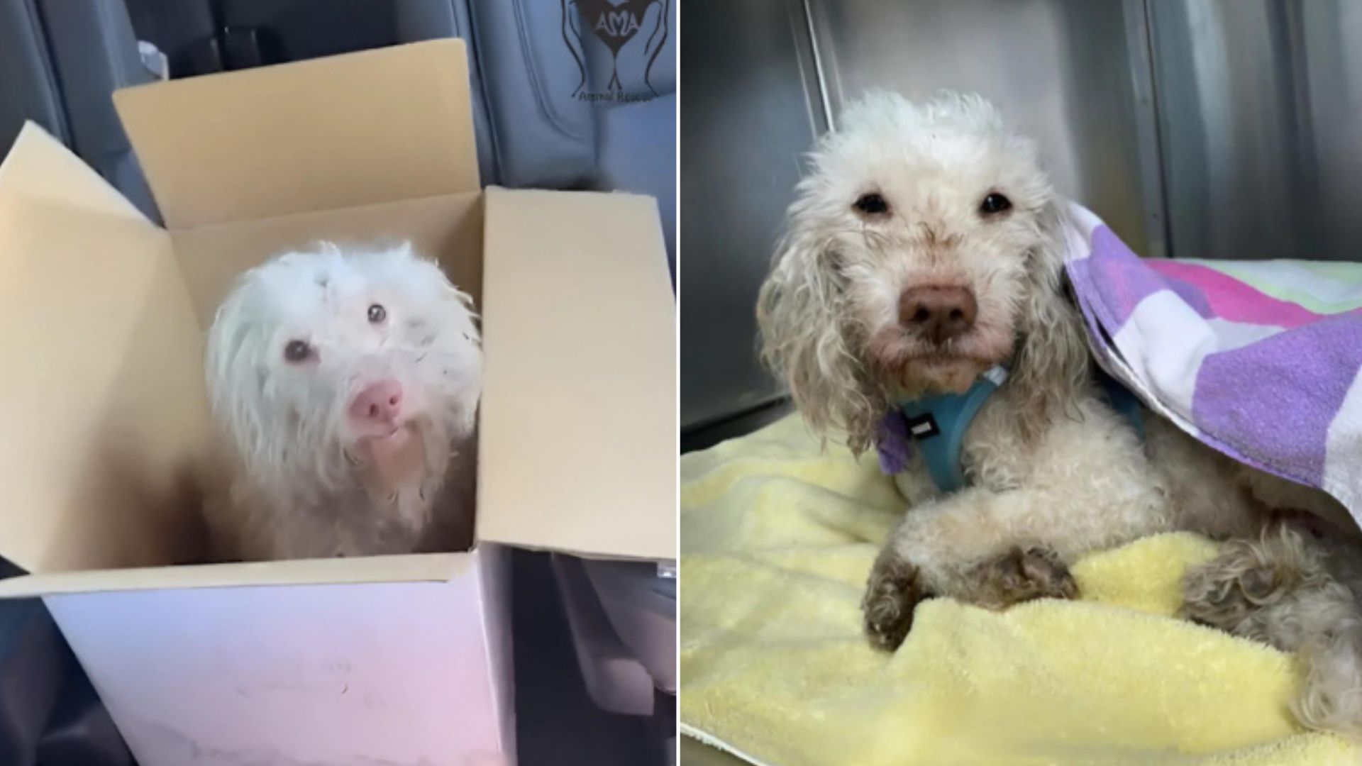 white dog with curly fur