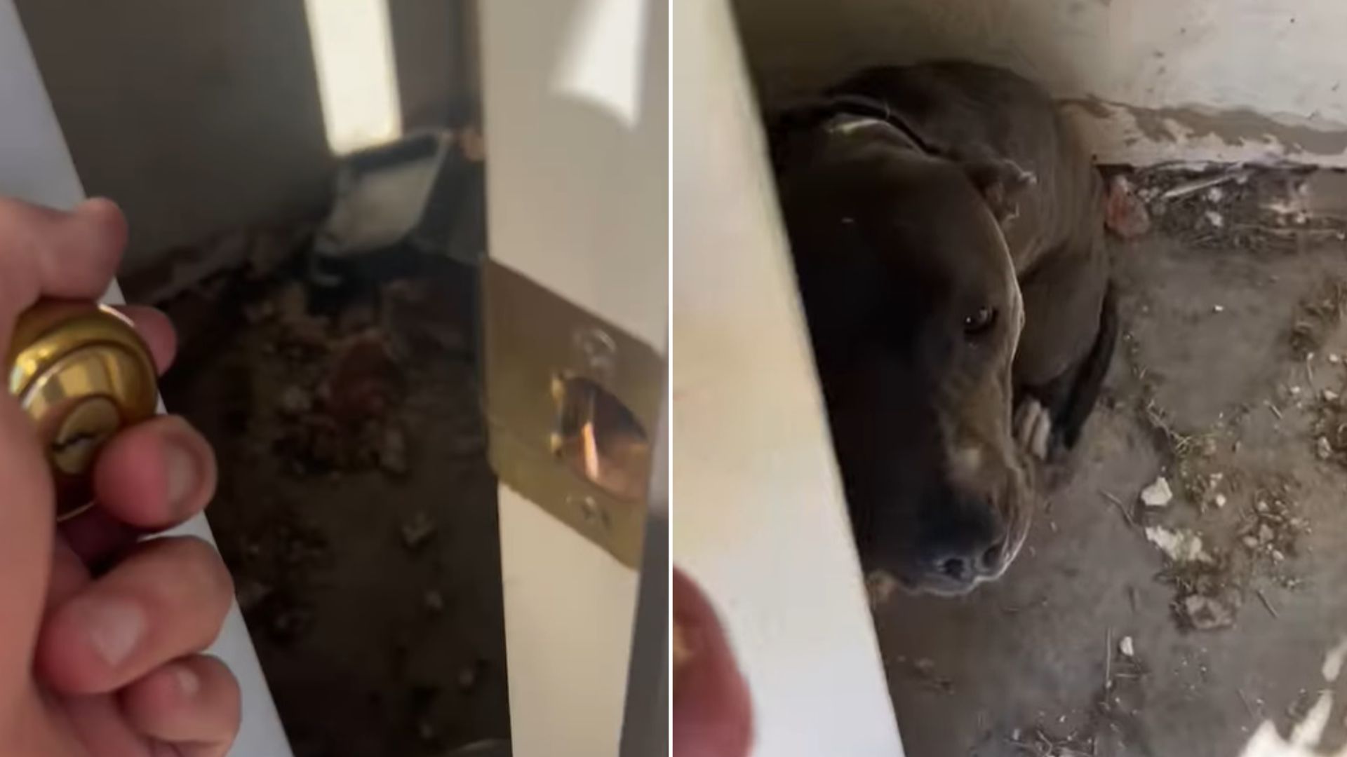 Oklahoma Deputy Sheriff Was Shocked To See A Dog Locked In A Room After Owners Moved Away