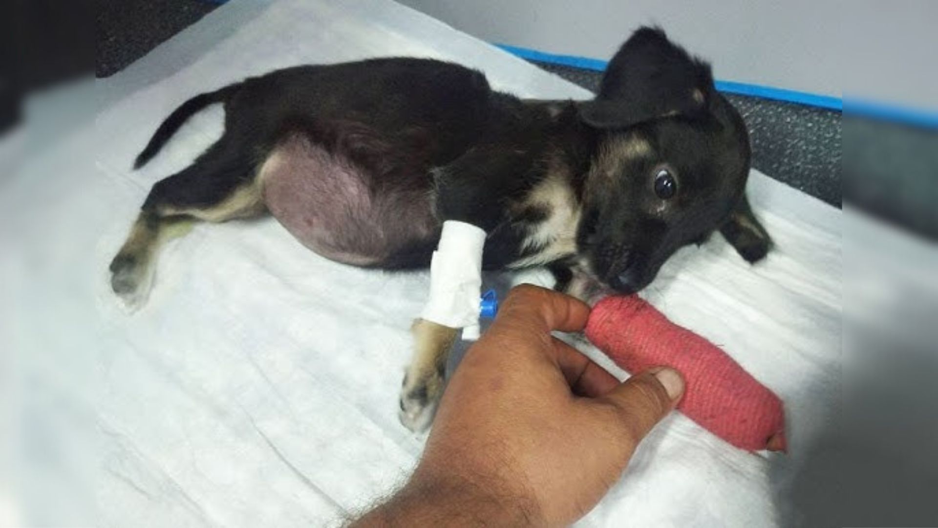 Owner Cruelly Left His Puppy After She Was Hit By A Car, But Then Somebody Called For Help