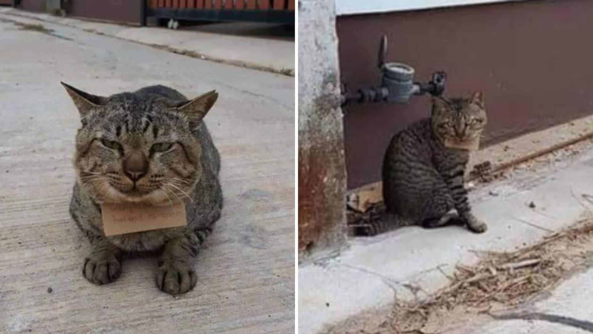 Owner In Disbelief As His Cat Returns Home With A ‘Receipt’ Hanging Around His Neck