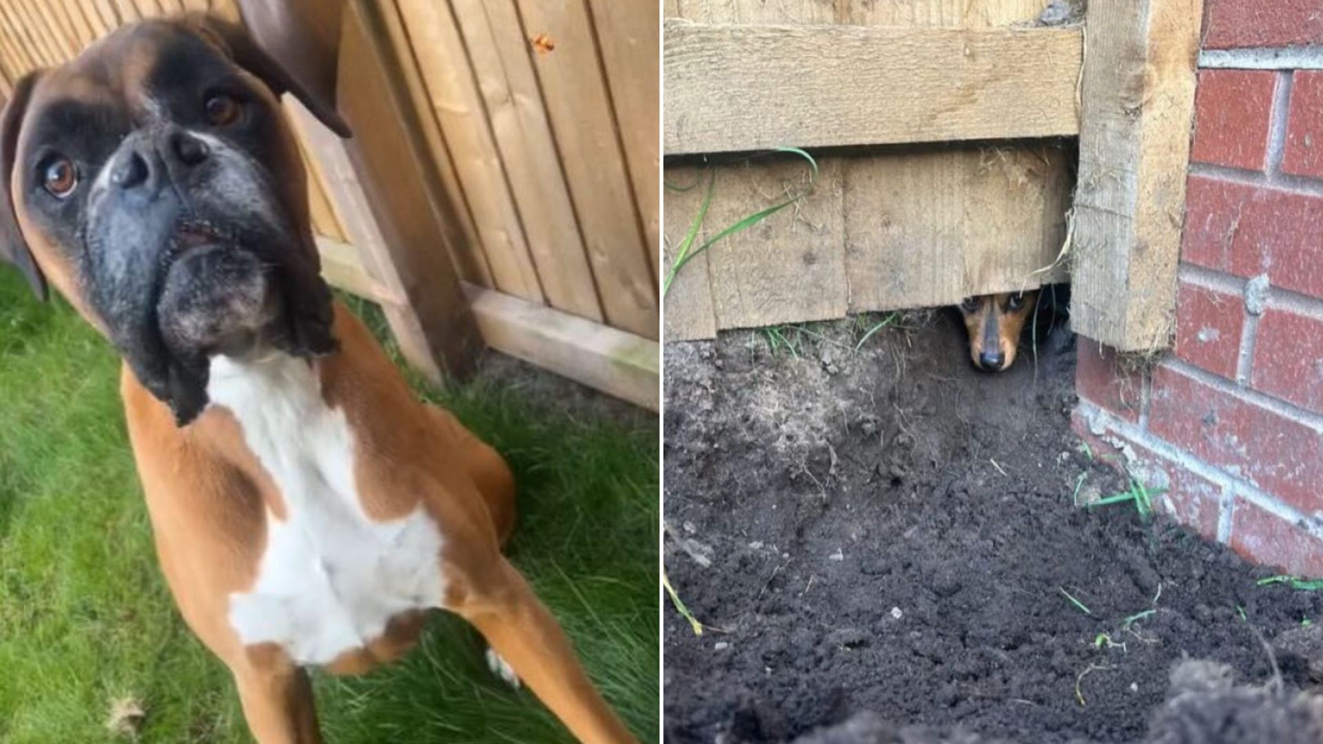 Owner Was Shocked To Learn The Real Reason Her Dog Dug A Big Hole In The Yard