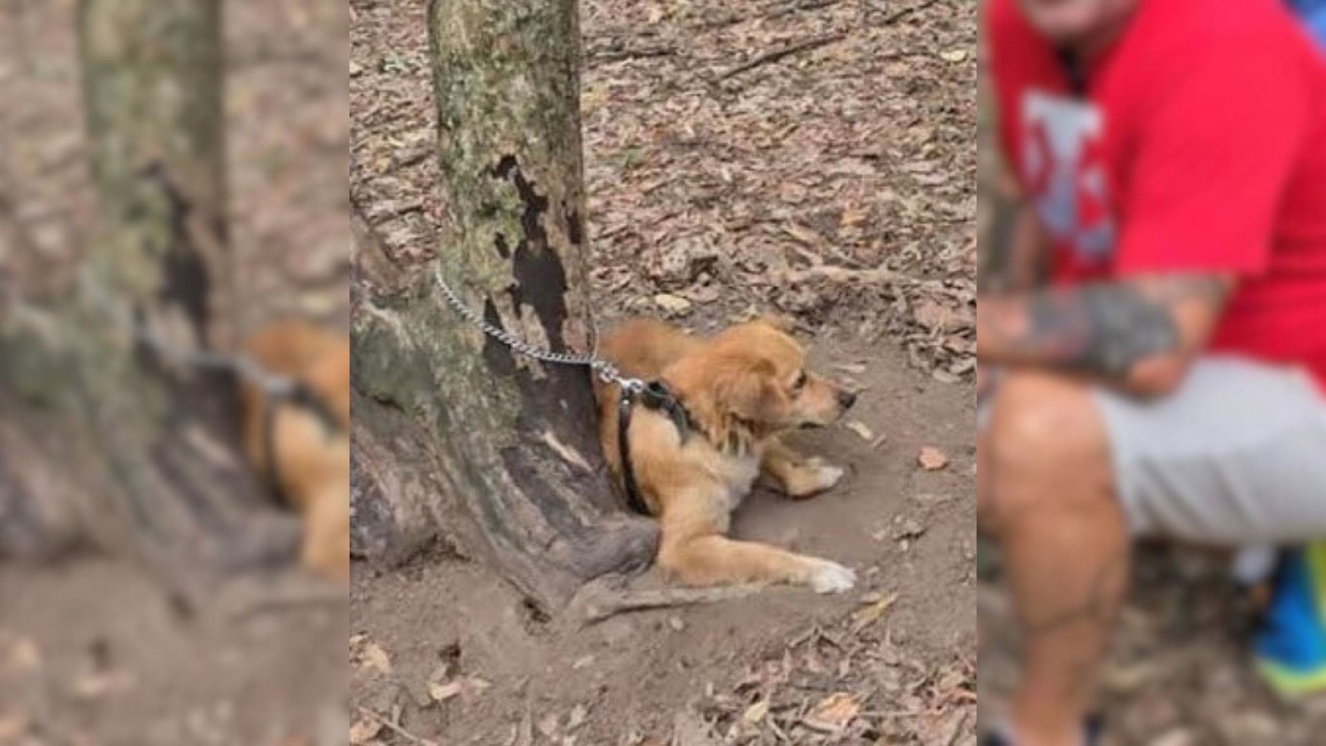 Rescuers Are Stunned After Learning This Dog Was Tied To A Tree And Cruelly Abandoned By Owners