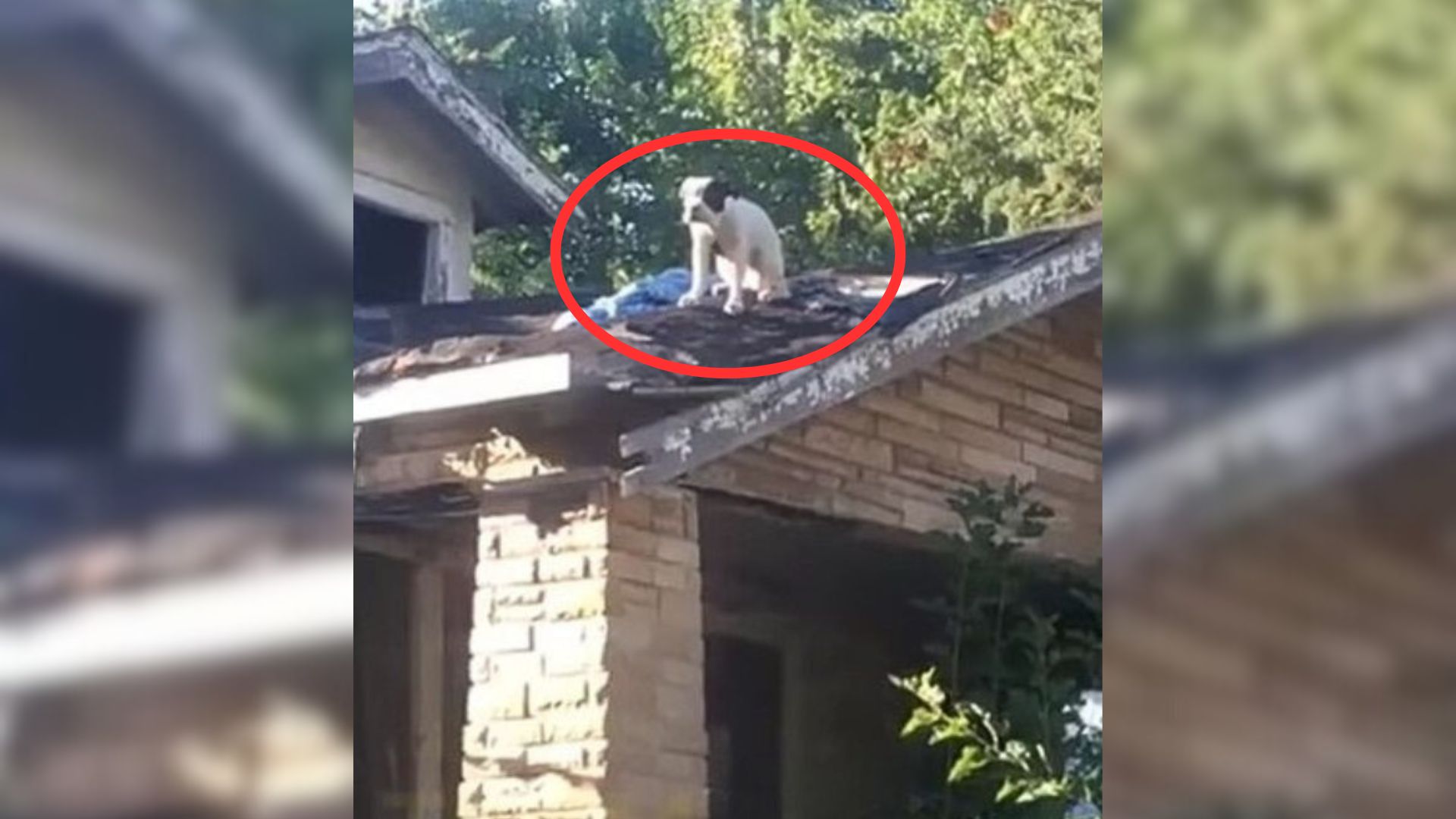 dog on a roof