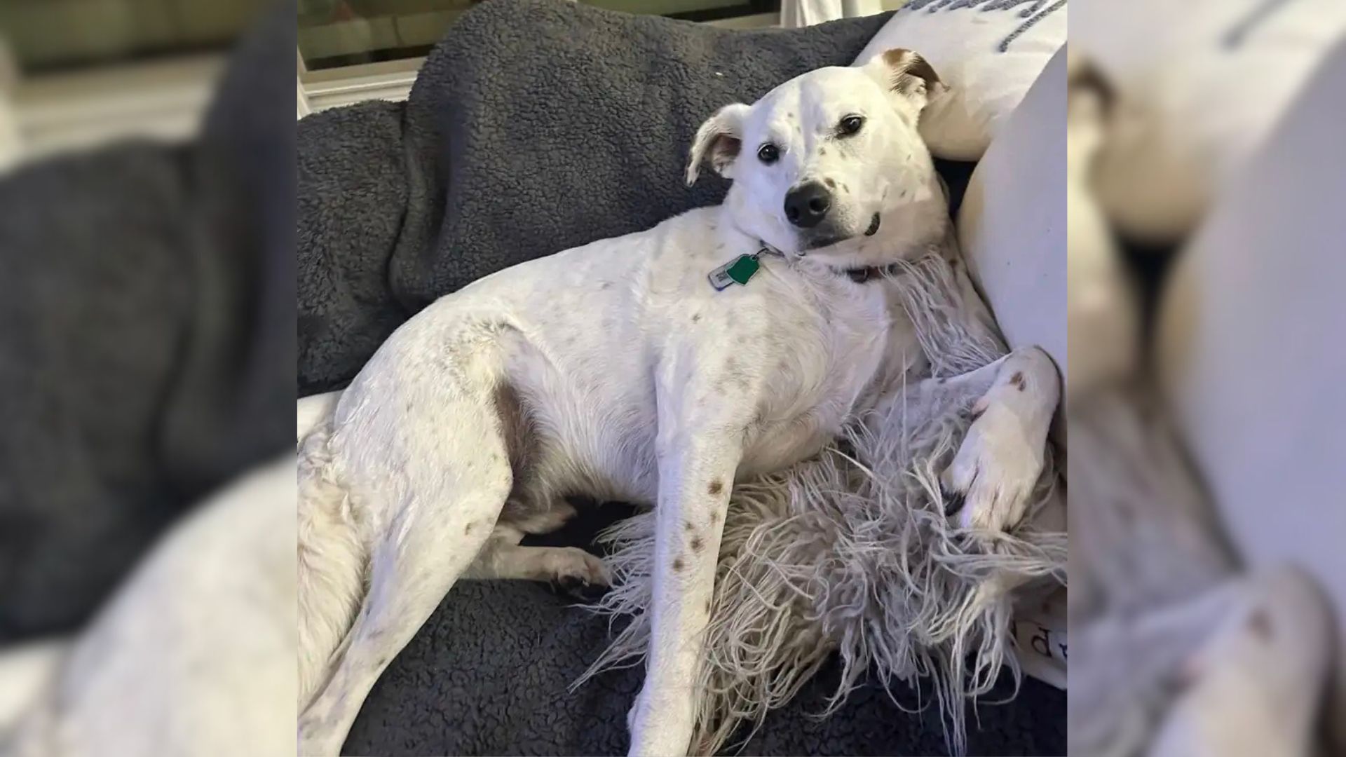 dog lying on couch