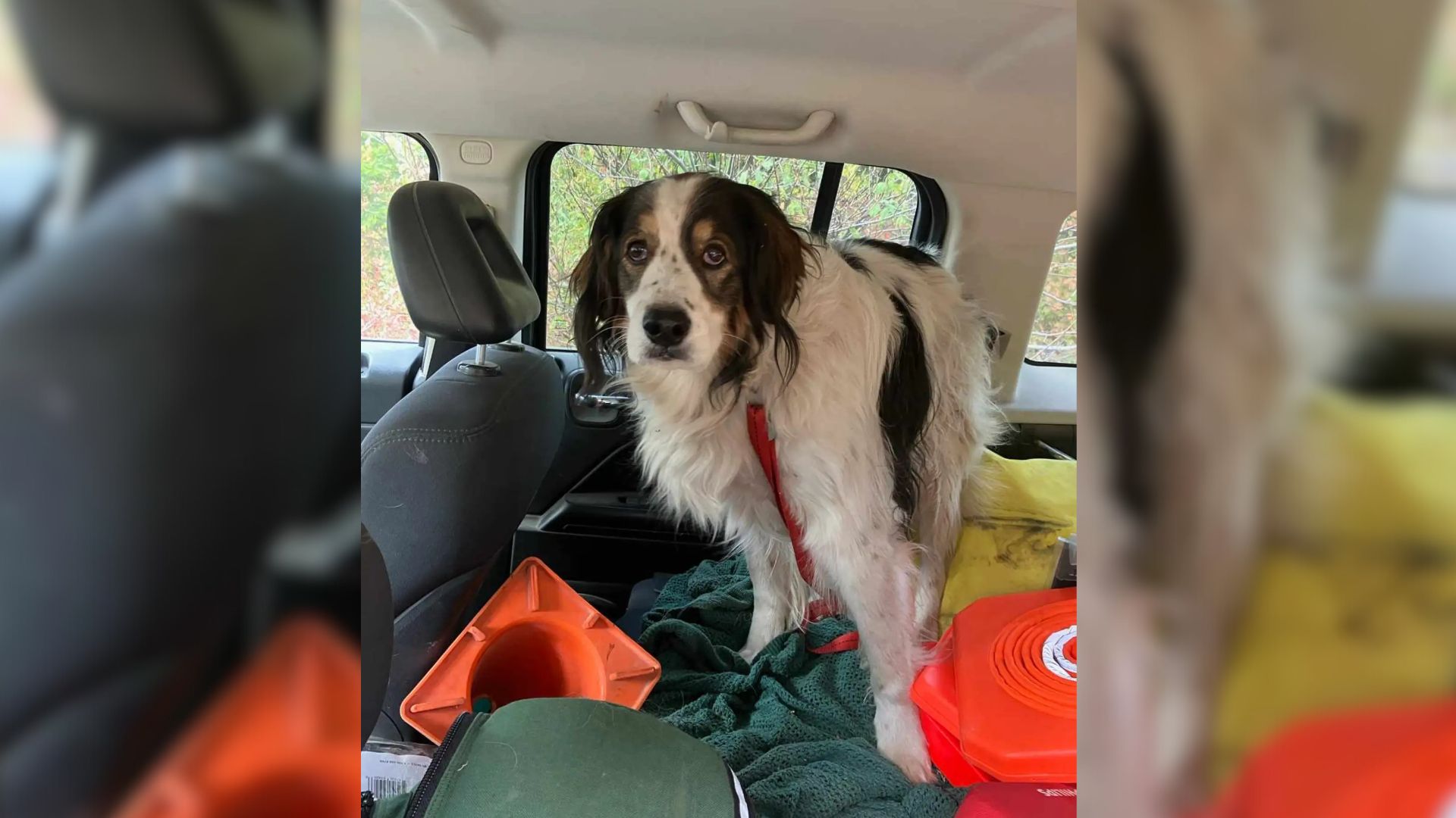 Police Officer Was Surprised To See A Concerned Dog Who Flagged Him Down So He Investigated